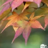 Acer, Erable du Japon, variétés variables - pot D15cm