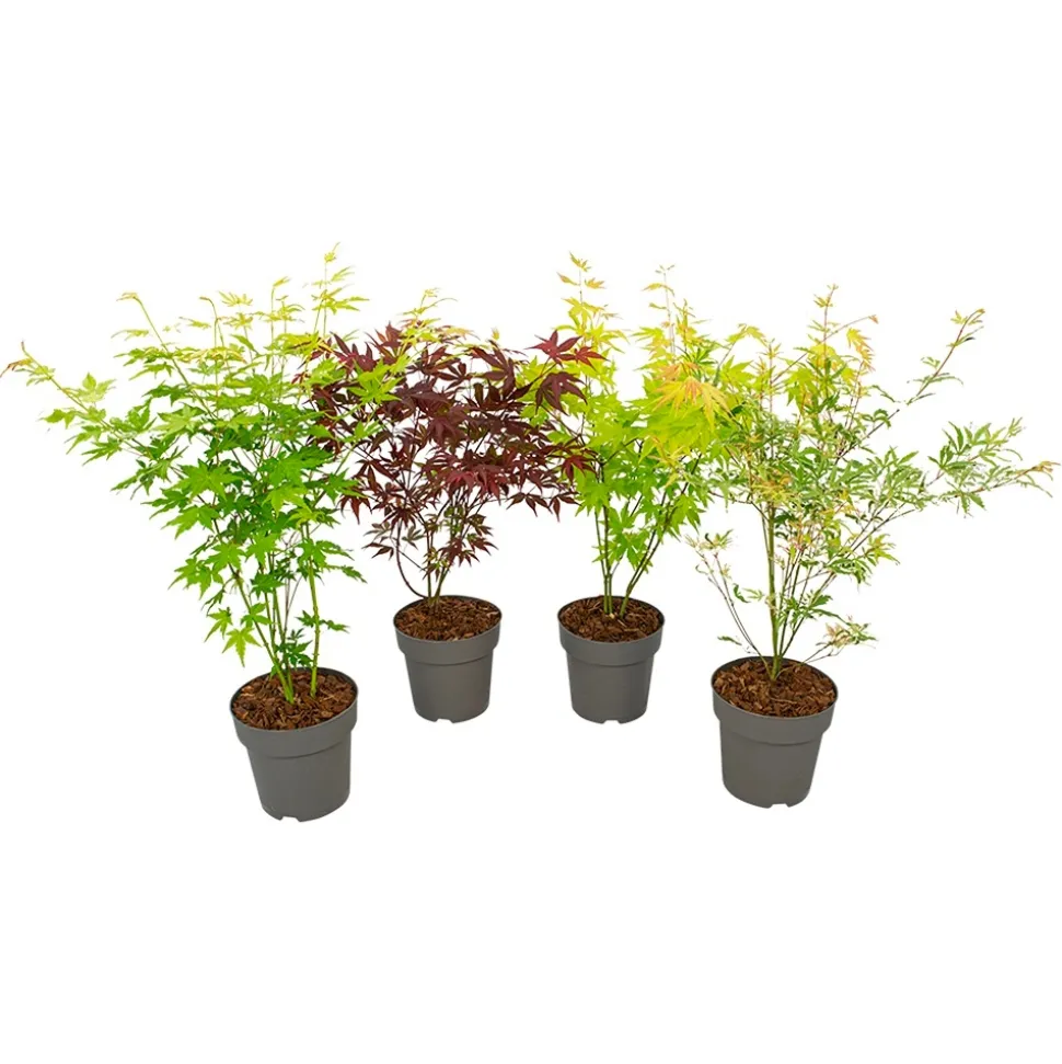 Acer, Erable du Japon, variétés variables - pot D15cm