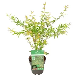 Acer, Erable du Japon, variétés variables - pot D15cm