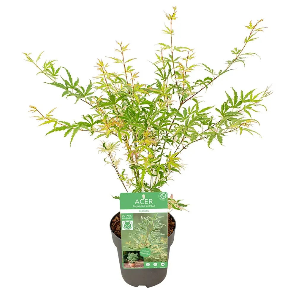Acer, Erable du Japon, variétés variables - pot D15cm