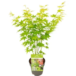 Acer, Erable du Japon, variétés variables - pot D15cm