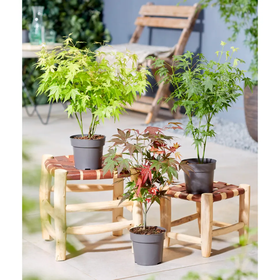Acer, Erable du Japon, variétés variables - pot D15cm