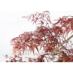 Acer, Erable du Japon, variétés variables : pot 10L