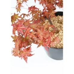 Acer, Erable du Japon, variétés variables : pot 10L