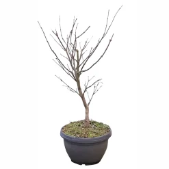 Acer, Erable du Japon, variétés variables : pot 10L