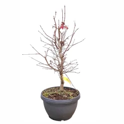 Acer, Erable du Japon, variétés variables : pot 10L