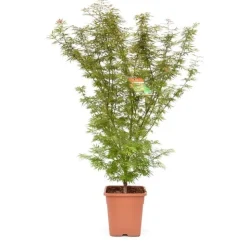 Acer palmatum, variétés variables : pot 14L