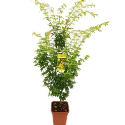 Acer palmatum, variétés variables : pot 14L