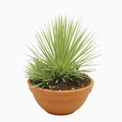 Agave Stricta 'Nana' en coupe de D.20cm/H.25cm