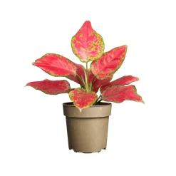 Aglaonema 'Pinky Promise' : pot D.11cm