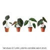 Alocasia mix : pot D.12cm