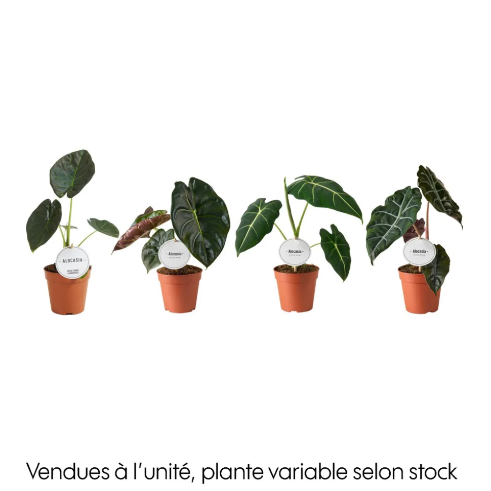 Alocasia mix : pot D.12cm