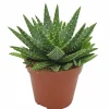 Aloe 'Kerio' H.15cm : pot D.12 cm