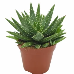 Aloe 'Kerio' H.15cm : pot D.12 cm
