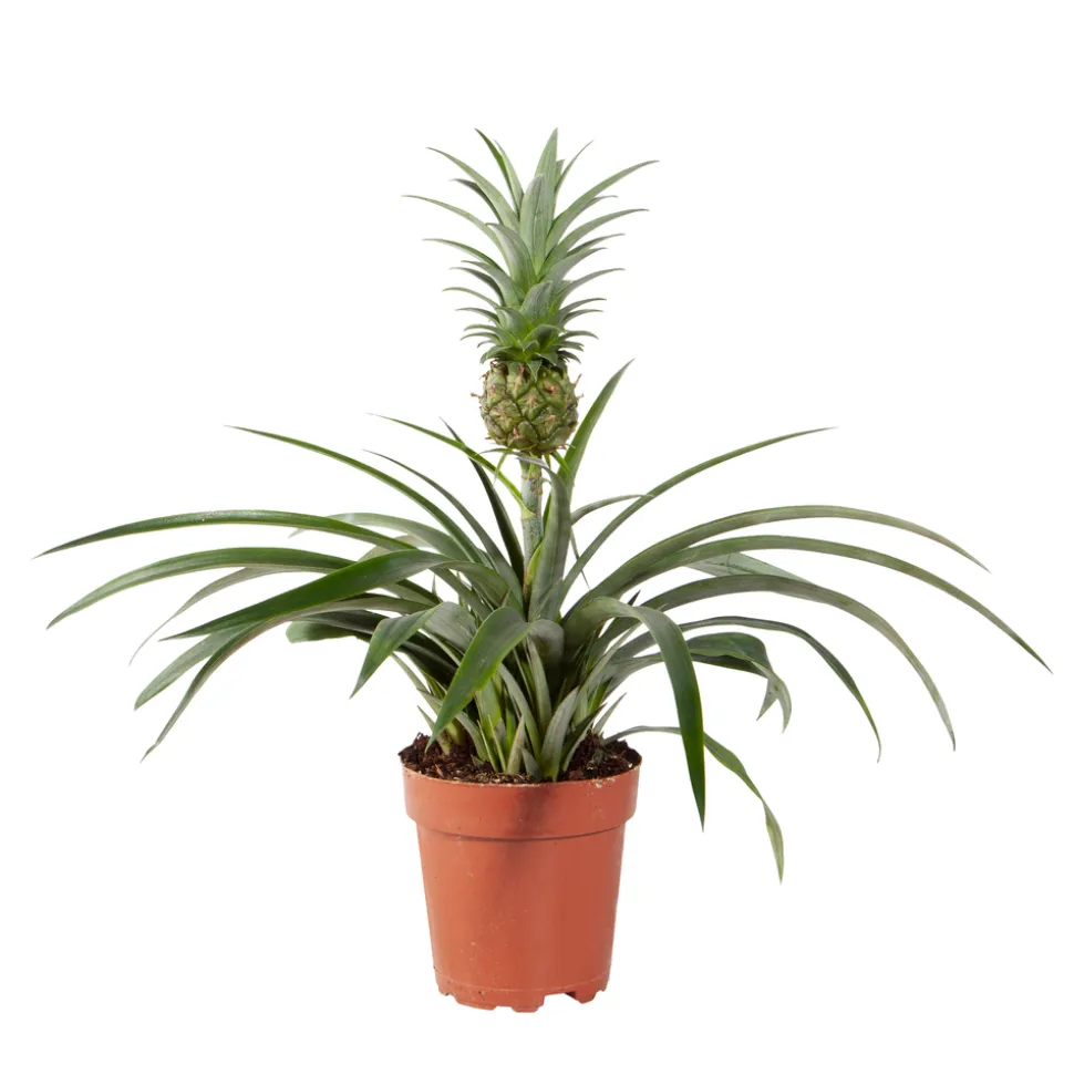 Ananas 'Corona vert': Pot D12xH28cm