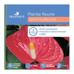 Anthurium : plante Ø12cm H.35cm 4/5 fleurs pot