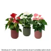Anthurium Grandiflora, coloris variable : cache pot D.14cm