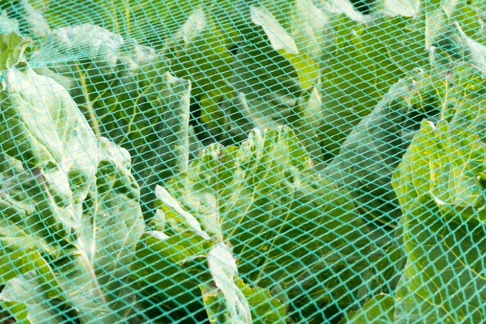 AQUAGART - Filet de bassin 24 m x 12 m filet à feuilles, filet de silo, filet de protection contre les feuilles