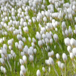 ARBORIX - 250 crocus ard schenk - 250 x crocus ard schenk