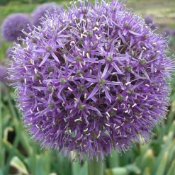 ARBORIX - 25 x ail d'ornement aflatunense - bulbes à fleurs de printemps