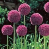 ARBORIX - 5 x ail d'ornement his excellency - 5 x allium his excellency