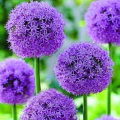 ARBORIX - 10 x ail d'ornement mars - bulbes à fleurs de printemps