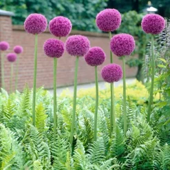 ARBORIX - 20 x ail d'ornement giganteum - 20 x allium giganteum