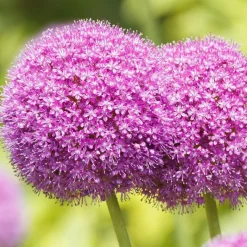 ARBORIX - 20 x ail d'ornement giganteum - 20 x allium giganteum