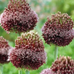 ARBORIX - 5 x ail d'ornement forelock - 5 x allium forelock