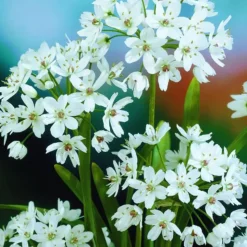 ARBORIX - 50 x ail d'ornement cowanii - bulbes à fleurs de printemps