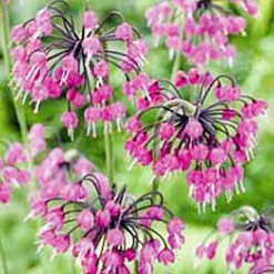 ARBORIX - 50 x allium caeruleum (azureum) - bulbes à fleurs de printemps