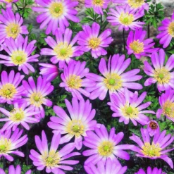 ARBORIX - 50 x anemone blanda pink star - bulbes à fleurs de printemps