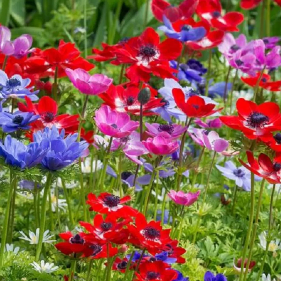 ARBORIX - 50 x anemone de cean mix - bulbes à fleurs de printemps