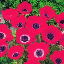 ARBORIX - 50 x anemone hollandia - bulbes à fleurs de printemps