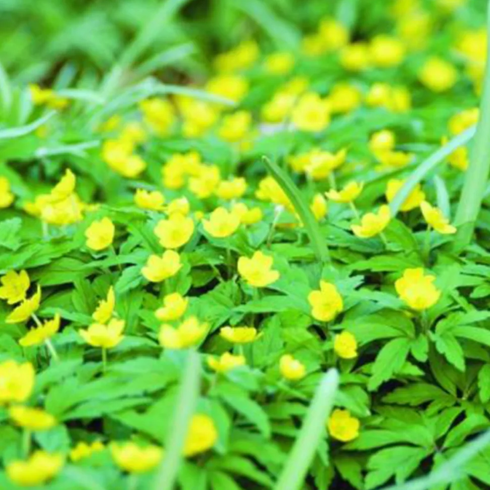 ARBORIX - 50 x anemone ranunculoides - bulbes à fleurs de printemps