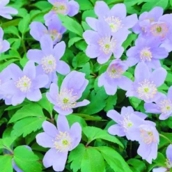 ARBORIX - 10 x anemone robinsoniana - bulbes à fleurs de printemps