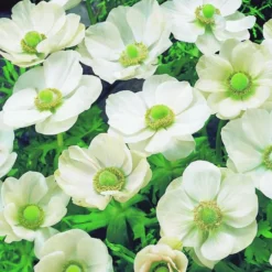 ARBORIX - 50 x anemone the bride - bulbes à fleurs de printemps