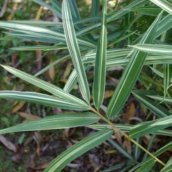 ARBORIX - 2 x bambou nain - pleioblastus variegatus - pot