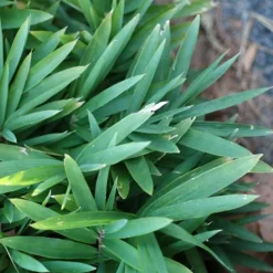 ARBORIX - 2 x bambou nain 'distichus' - pleioblastus pygmaeus 'distichus' - pot