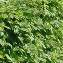 ARBORIX - 2 x charme commun - carpinus betulus - 60-80 cm pot