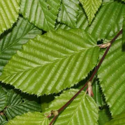 ARBORIX - 2 x charme commun - carpinus betulus - 60-80 cm pot