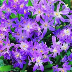 ARBORIX - 10 x chionodoxa pink giant - bulbes à fleurs de printemps