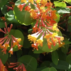 ARBORIX - 2 x chèvrefeuille grimpant 'gold flame' - lonicera heckrottii 'gold flame' - 50-60 cm pot