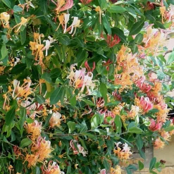 ARBORIX - 2 x chèvrefeuille grimpant 'gold flame' - lonicera heckrottii 'gold flame' - 50-60 cm pot