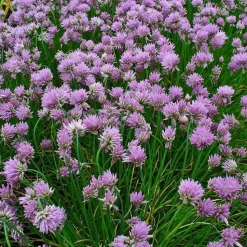 ARBORIX - 6 x ciboulette - allium schoenoprasum - godet 9cm x 9cm