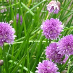 ARBORIX - 6 x ciboulette - allium schoenoprasum - godet 9cm x 9cm