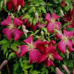 ARBORIX - 2 x clématite des montagnes 'madame jules correvon' - clematis 'madame jules correvon' - 50-60 cm pot