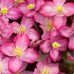 ARBORIX - 2 x clématite 'freda' - clematis montana 'freda' - 50-60 cm pot