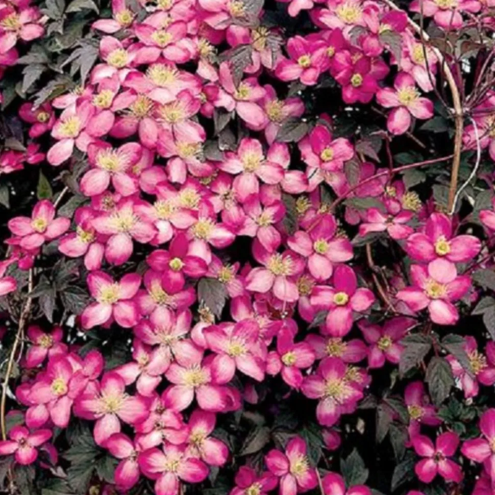 ARBORIX - 2 x clématite 'freda' - clematis montana 'freda' - 50-60 cm pot