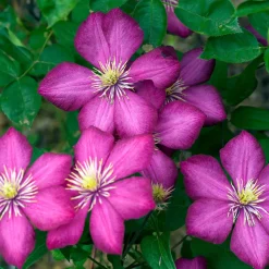 ARBORIX - 2 x clématite 'ville de lyon' - clematis 'ville de lyon' - 50-60 cm pot